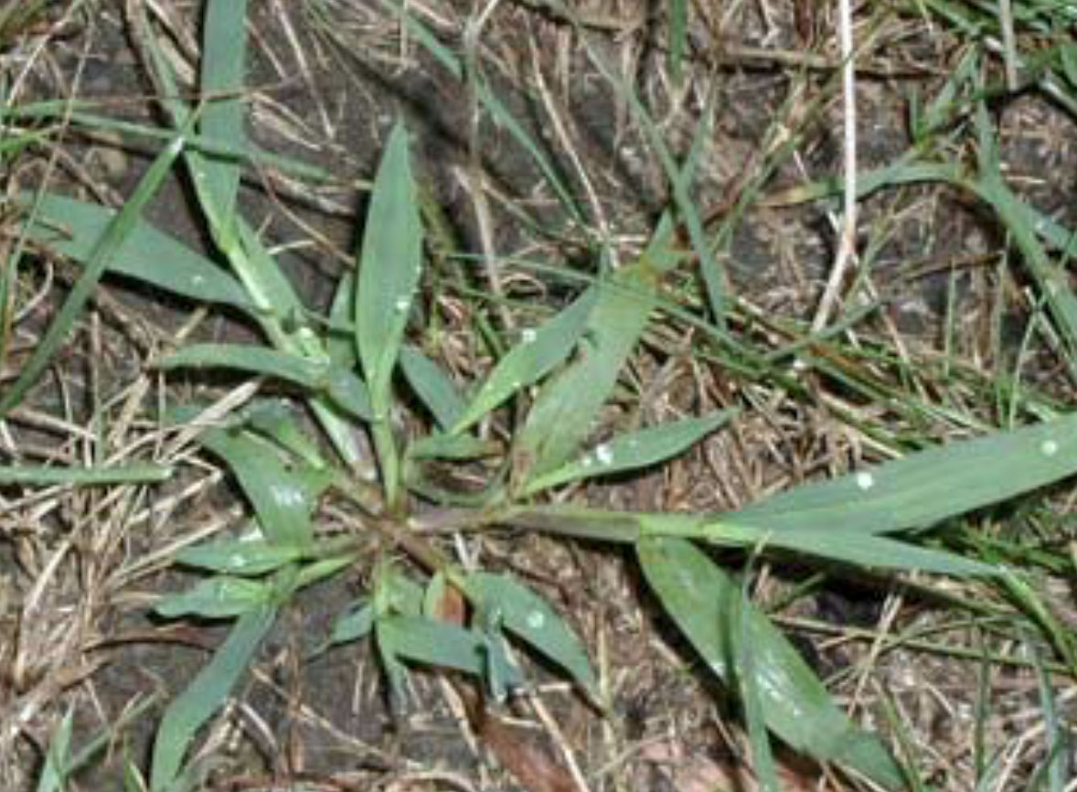 crabgrass